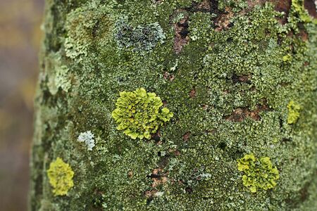 Green moss on a tree close upの写真素材