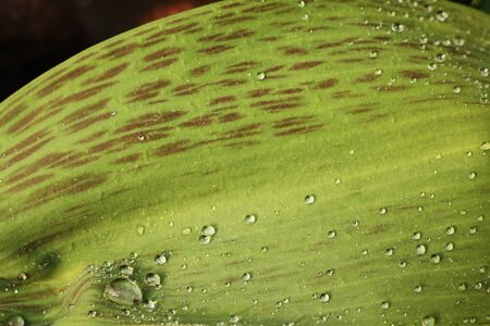 Beautiful green leaf plants with dew macroの写真素材