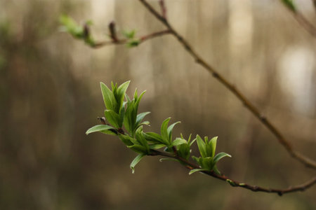 Tree with the first green leaves in the forest