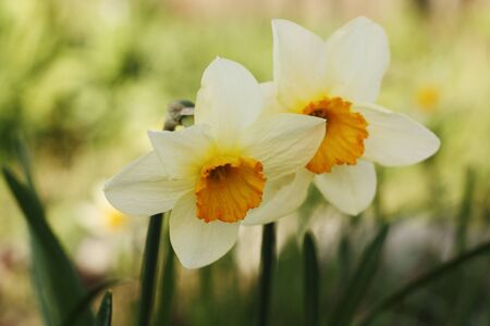 Beautiful yellow daffodils in the summer gardenの写真素材