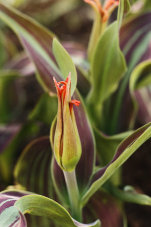 Beautiful red tulips with green violet leavesの写真素材