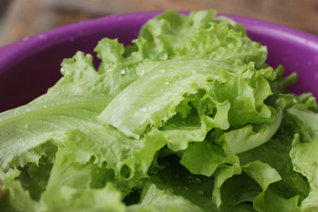 Fresh green lettuce leaves close up view