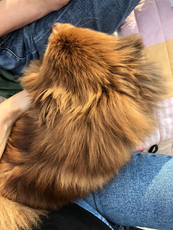 Cute small brown dog on the street