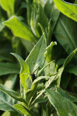 Beautiful green plant in the garden viewの写真素材