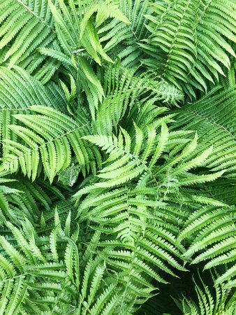 Beautiful green fern in the summer garden