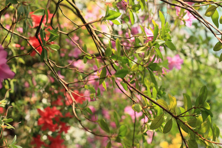 Bougainvillea flowers in the garden with green leaves.