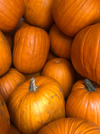 pumpkin on display at a farmers market in Oregon, USA