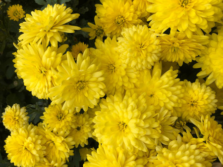 Beautiful yellow chrysanthemum flowers as a background.