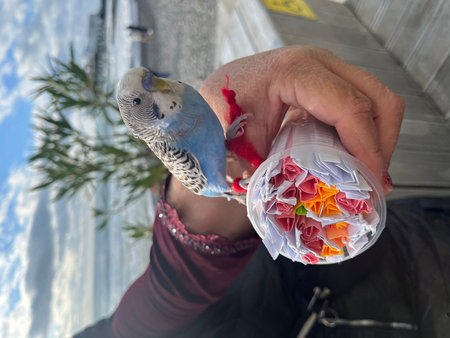 Budgerigar parrot in the hands of a woman