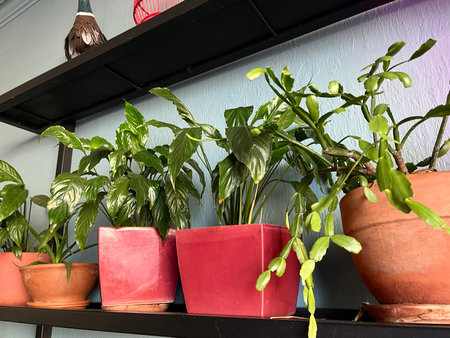Houseplants in pots on a shelf, closeup of photo