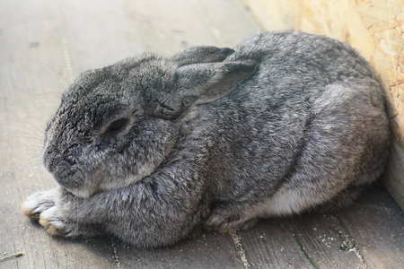 Gray rabbit sleeping on the wooden floor, closeup of photo.の写真素材