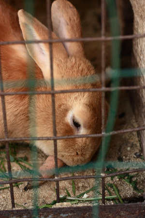 Cute rabbit in the cage, close-up, selective focusの写真素材