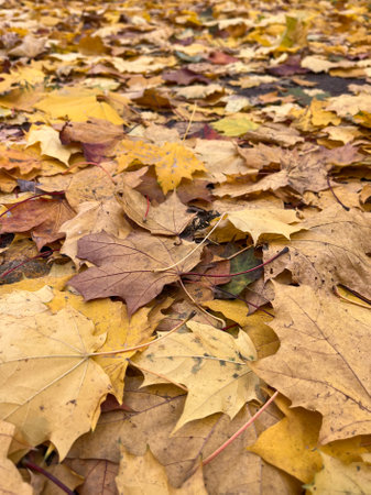 Fallen maple leaves on the ground in the park. Autumn backgroundの写真素材