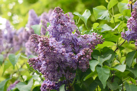 Purple lilac flowers on a branch in the spring garden.