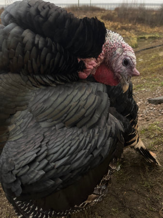 Two black turkeys on the farm, close-up, selective focusの写真素材
