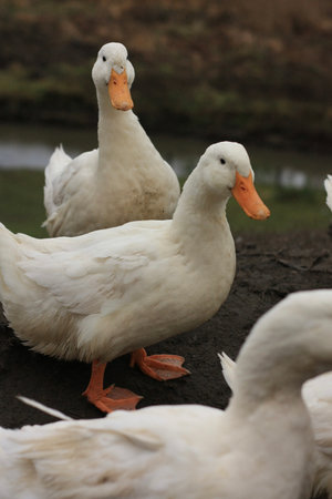 White ducks on a farm in the countryside, closeup of photoの写真素材
