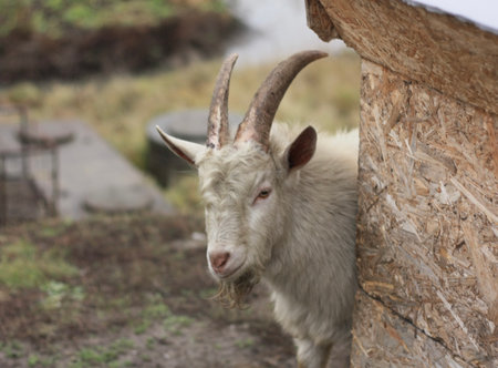 Goat in the village of Cusco, Peru, South Americaの写真素材
