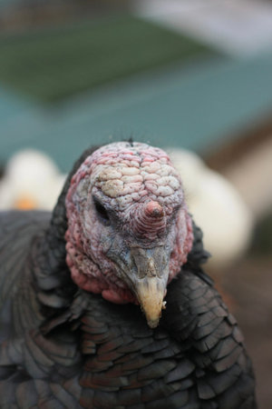 Turkey head close-up on the background of a barnyard.