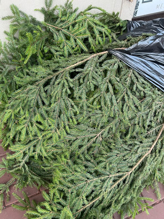 Fir tree for sale in the market, closeup of photo