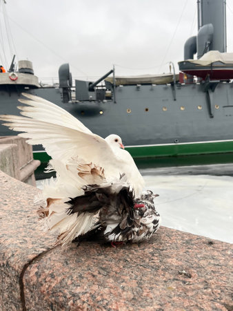 Pigeon on the background of the ship in the port.の写真素材