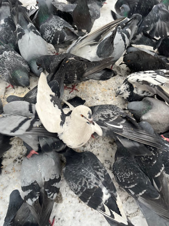 Pigeons on the ground in the city, closeup of photoの写真素材
