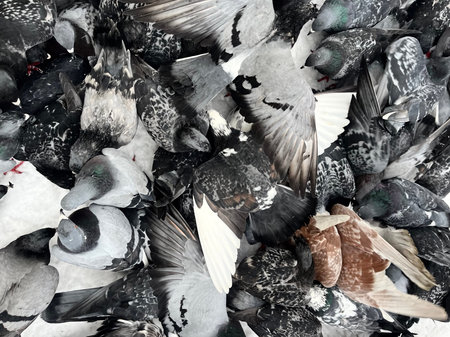 Pigeons in a pile of food. Close-up.