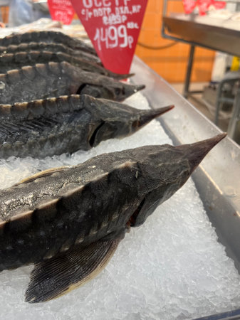 Fresh sturgeon fish on ice for sale at the fish marketの写真素材