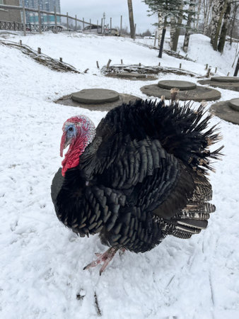 Turkey in the winter in the snow. Turkey on the farm.の写真素材