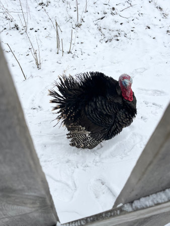Turkey on the snow in the winter. Turkey on the farm.の写真素材