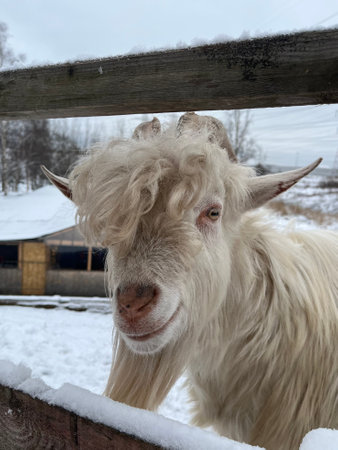 White goat on the farm in winter. Farm animals in winter.の写真素材