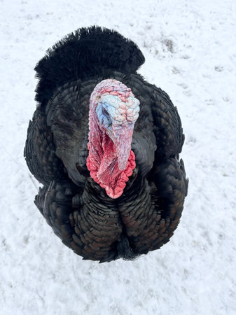turkey in the snow, close-up, turkey in the snowの写真素材