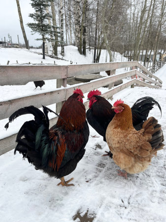 Rooster and hen on a farm in the snow, winter timeの写真素材