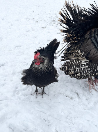 Turkey in the snow. Rooster and turkey in the snow.