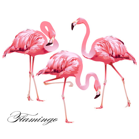 Tropical Bird Flamingos. Vector.のイラスト素材