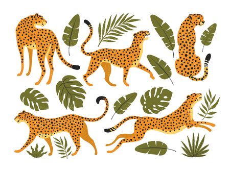 Vector set of leopards or cheetahs and tropical leaves. Trendy illustration.のイラスト素材