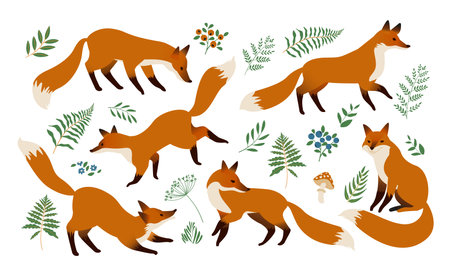 Fox animal watercolor illustration set. Wild cute fox sit and stand elements. Forest animal and herb collection. Red foxes and forest natural floral elements setのイラスト素材
