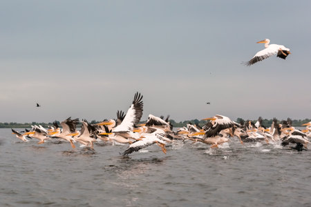 Flying Dalmatian pelicans in the Danube Delta, border of Romania and Ukraineの写真素材