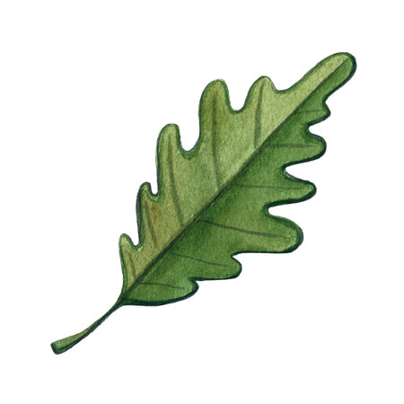Hand drawn watercolor bright illustration of a leaf acorn mushroom on white background. Autumn fall...