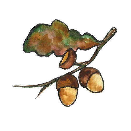 Hand drawn floral watercolor illustration of a single leaf branch isolated on white background. Autumn, fall, leaf fall. Tanksgiving day, harvest.の写真素材