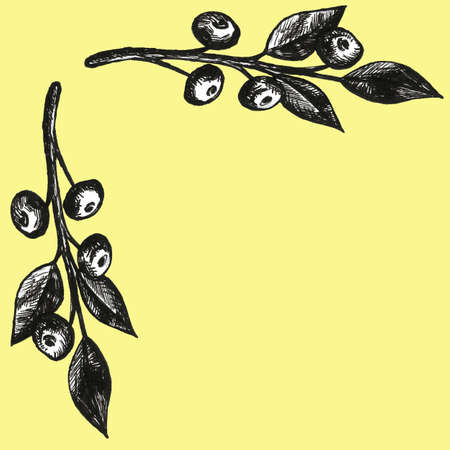 Hand drawn set with bilberries.Forest berry. Eco food illustration Isolated on whiteの写真素材