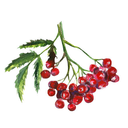 Rowan, autumn rowanberry, watercolor illustration of mountain ash, isolated drawing of leaves and berriesの写真素材