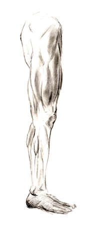 Set of anatomy human hand scull bones. Hand drawn pencil illustration. Isolated on white. Body, people, man, womanの写真素材