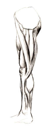 Set of anatomy human hand scull bones. Hand drawn pencil illustration. Isolated on white. Body, people, man, womanの写真素材