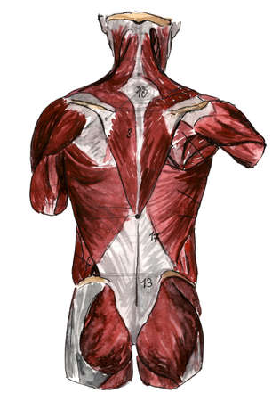 Set of anatomy human hand scull bones. Hand drawn pencil illustration. Isolated on white. Body, people, man, womanの写真素材