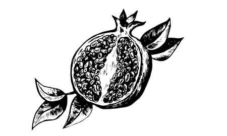 Hand drawing pomegranate. Cut fruit and seeds.Branch and blossoms.のイラスト素材