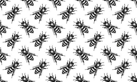 Hand drawn engraving Sketch of Bee. illustration for tattoo and handmade decorative brooch.Can be used for postcard, t-shirt, fabric bag or poster. Insect collection.の写真素材