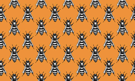 Hand drawn engraving Sketch of Bee. illustration for tattoo and handmade decorative brooch.Can be used for postcard, t-shirt, fabric bag or poster. Insect collection.の写真素材