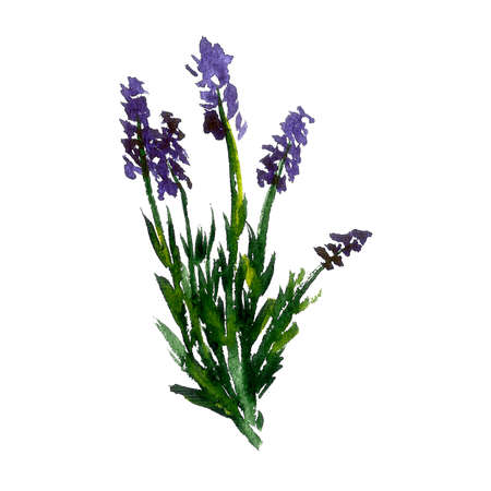 Watercolor illustration of lavender flowers. Hand drawn wildflowers isolated on white background. Floral element for fresh summer design.の写真素材