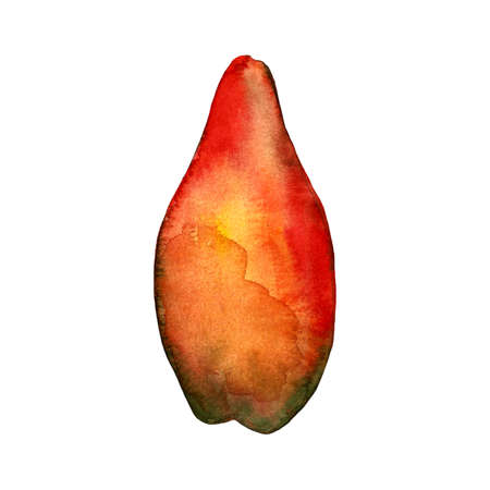 Hand drawn illustration of pawpaw. Fruit drawing isolated on white background. Organic fruit grown on the farmの写真素材