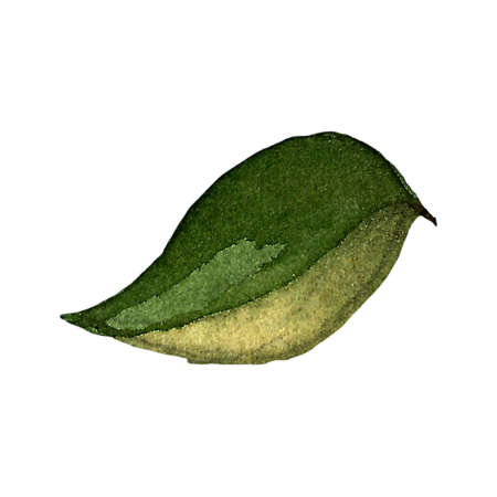 Hand drawn illustration of pear. Fruit drawing isolated on white background. Organic fruit grown on...